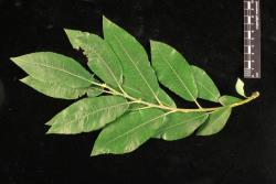 Salix ×calodendron. Branchlet showing proximal and distal mature leaves.
 Image: D. Glenny © Landcare Research 2020 CC BY 4.0